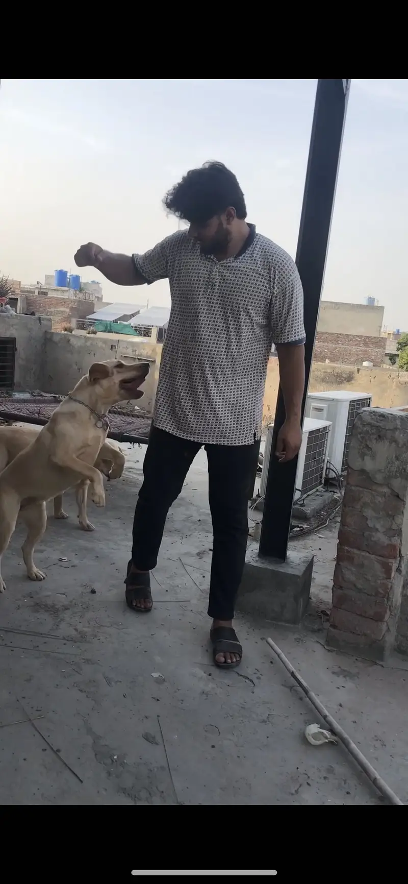 British Labrador