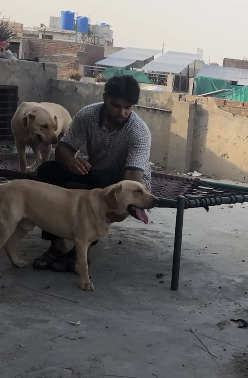 British Labrador — photo 2