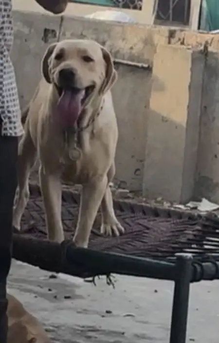 British Labrador — photo 3