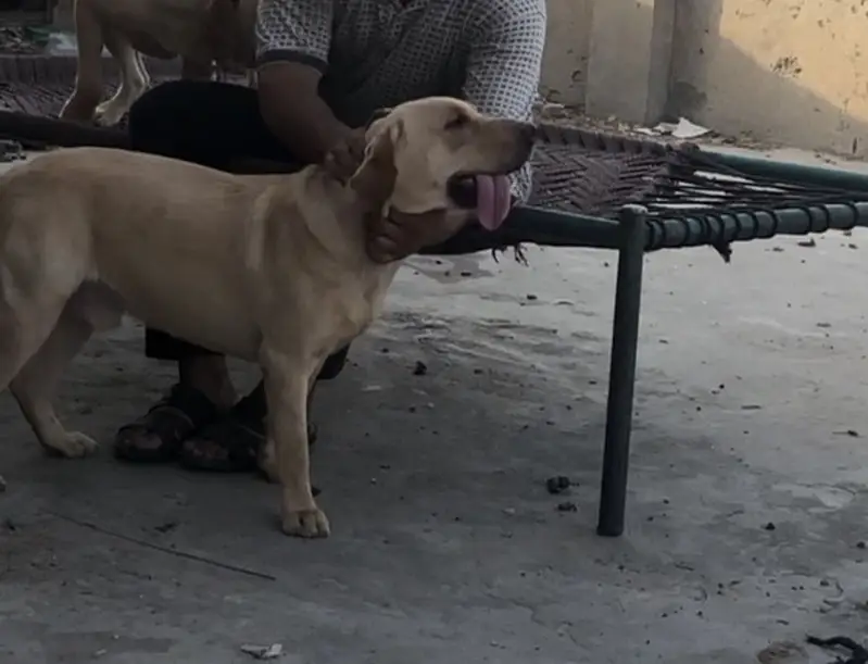 British Labrador — photo 4