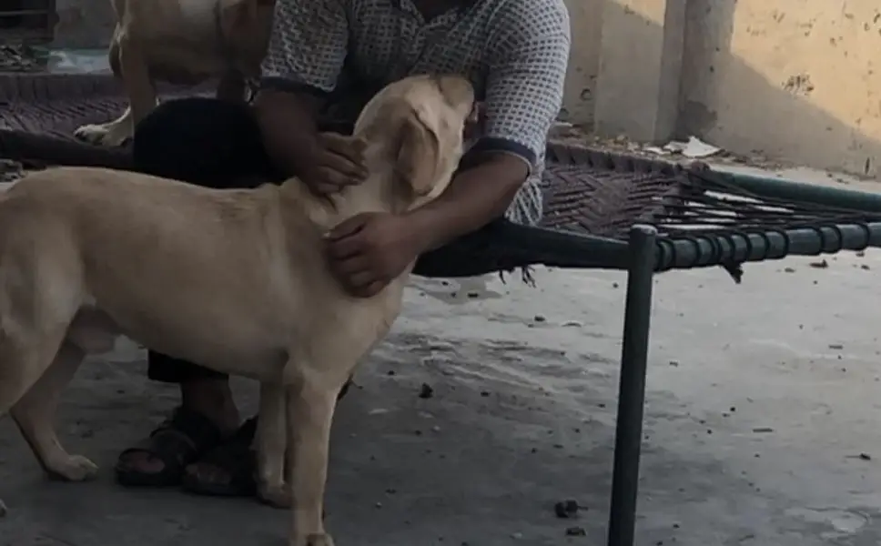 British Labrador — photo 5