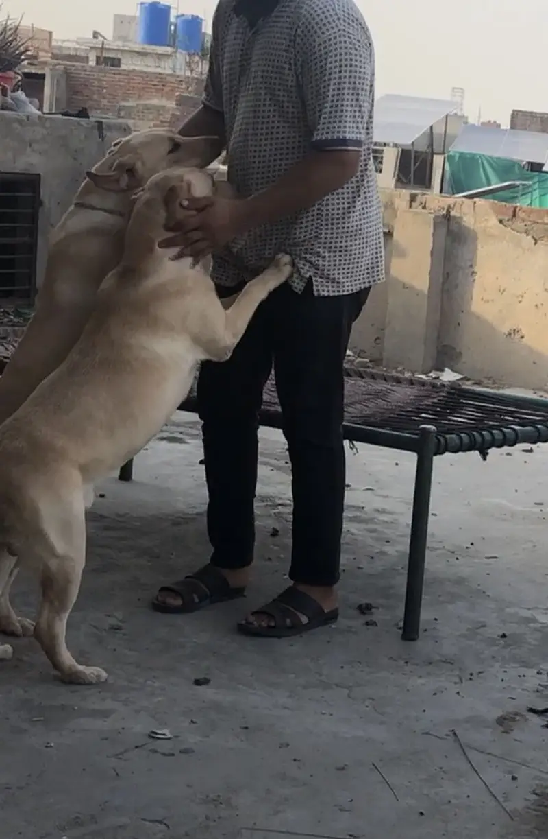British Labrador — photo 7