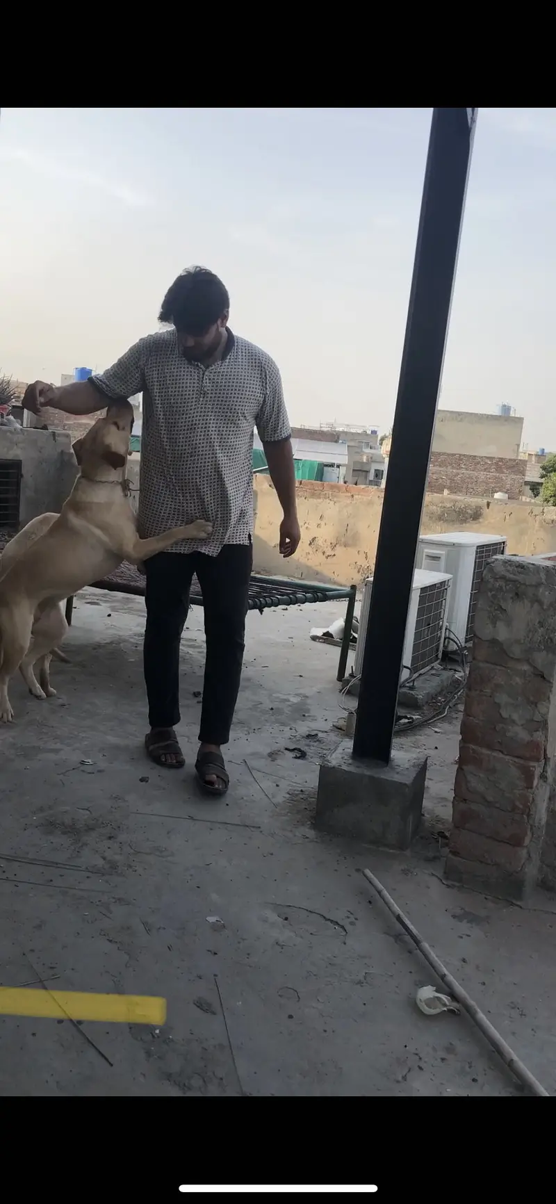 British Labrador — photo 8