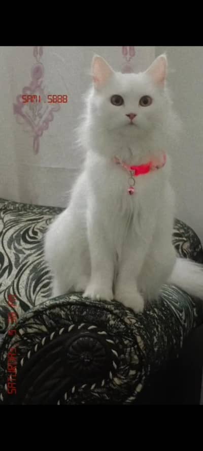 Turkish Angora Persian cat for sale