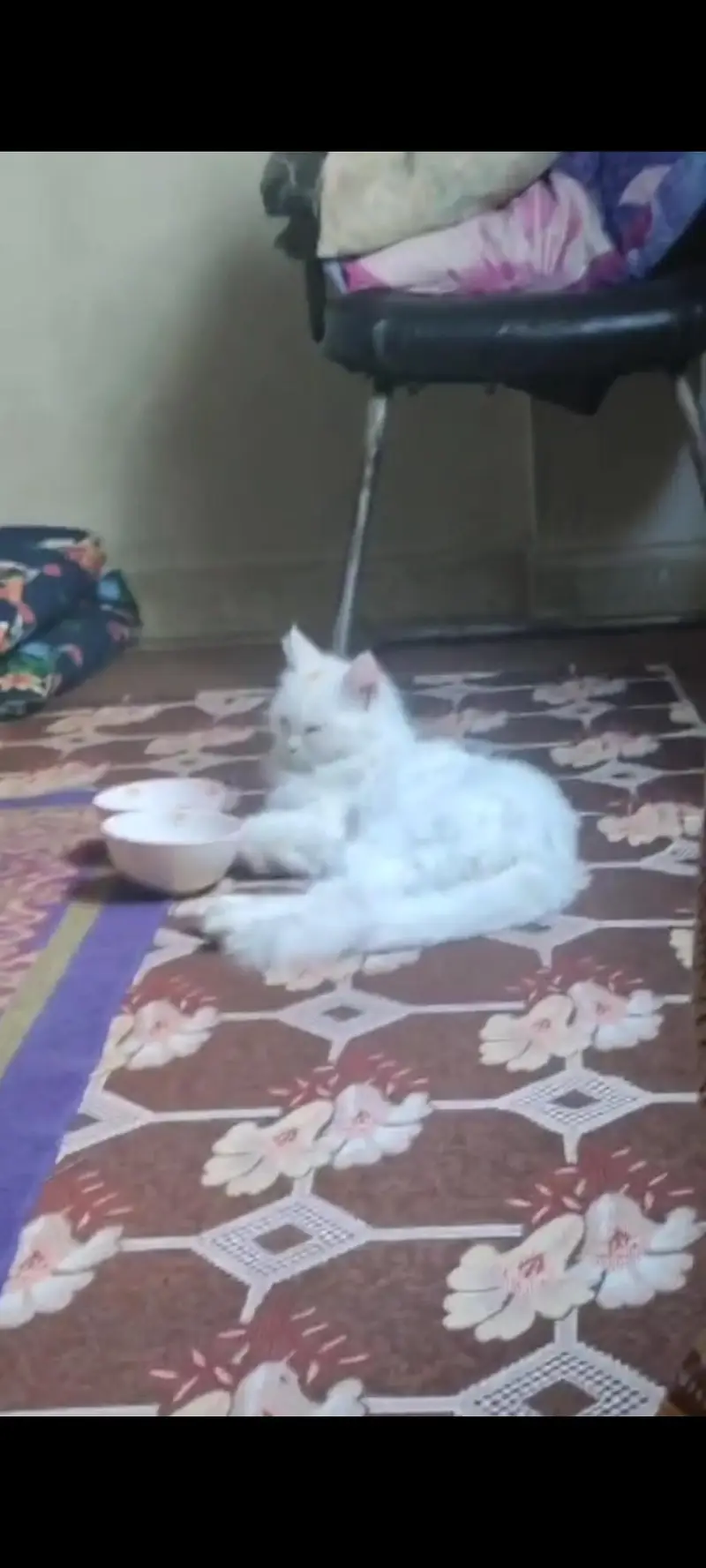 Turkish Angora Persian cat for sale — photo 3