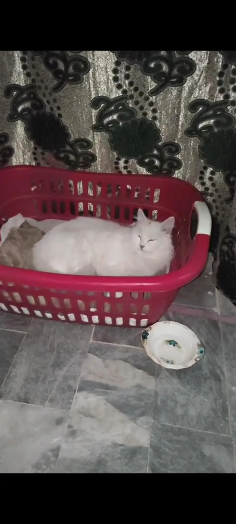 Turkish Angora Persian cat for sale — photo 4