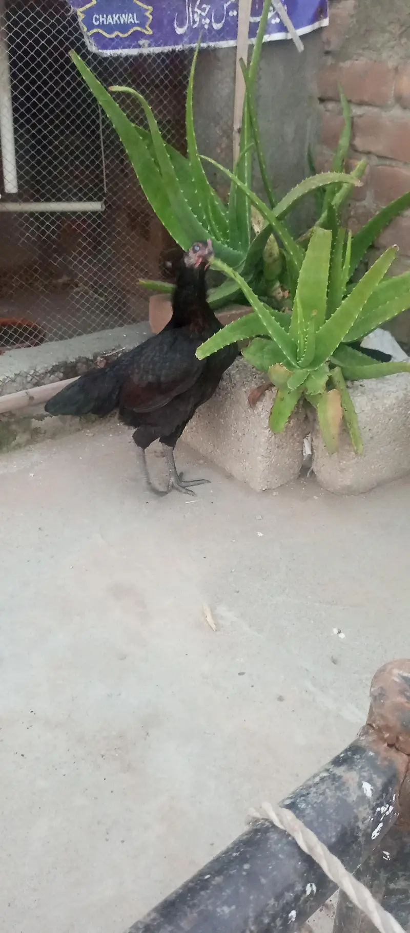 dasi murghi — photo 3