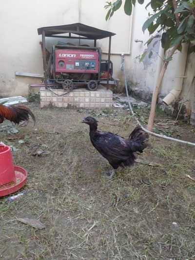 AYAM CEMANI