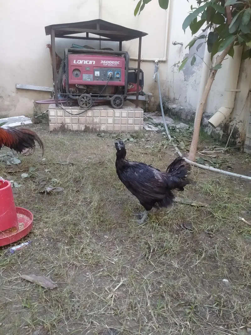 AYAM CEMANI — photo 2