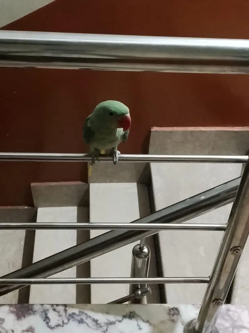 small baby parrot — photo 2