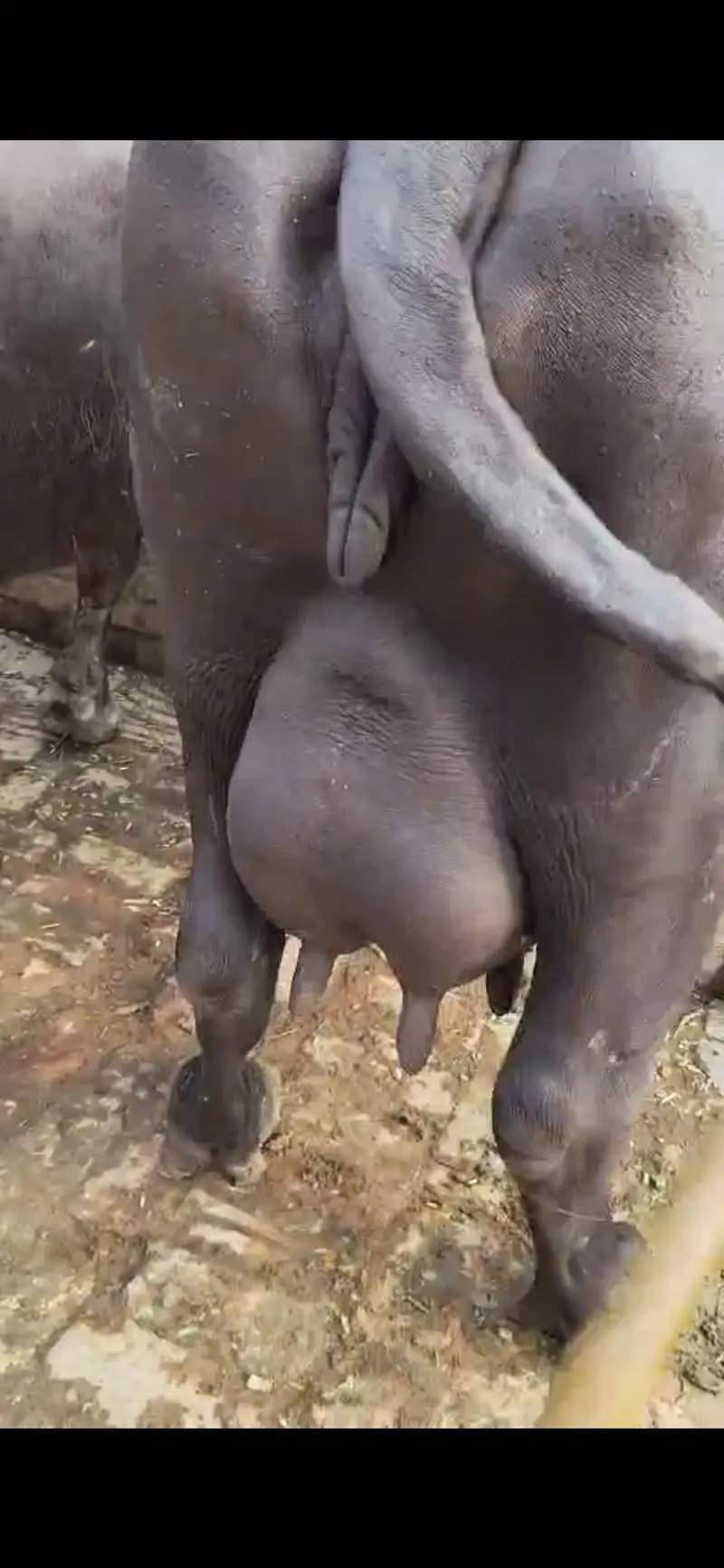 Pure nilli buffalo — photo 2