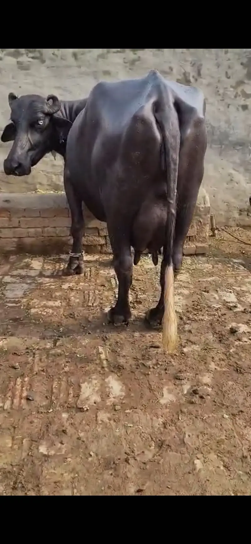 Pure nilli buffalo — photo 3