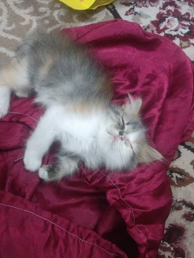 Persian cat