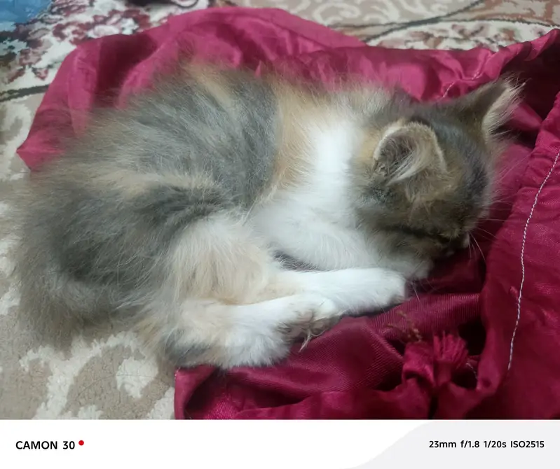 Persian cat — photo 2