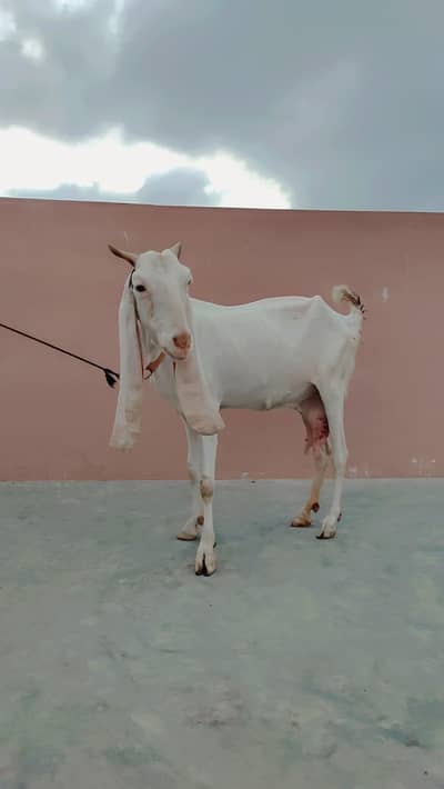 Gulabi Bakri For Sale