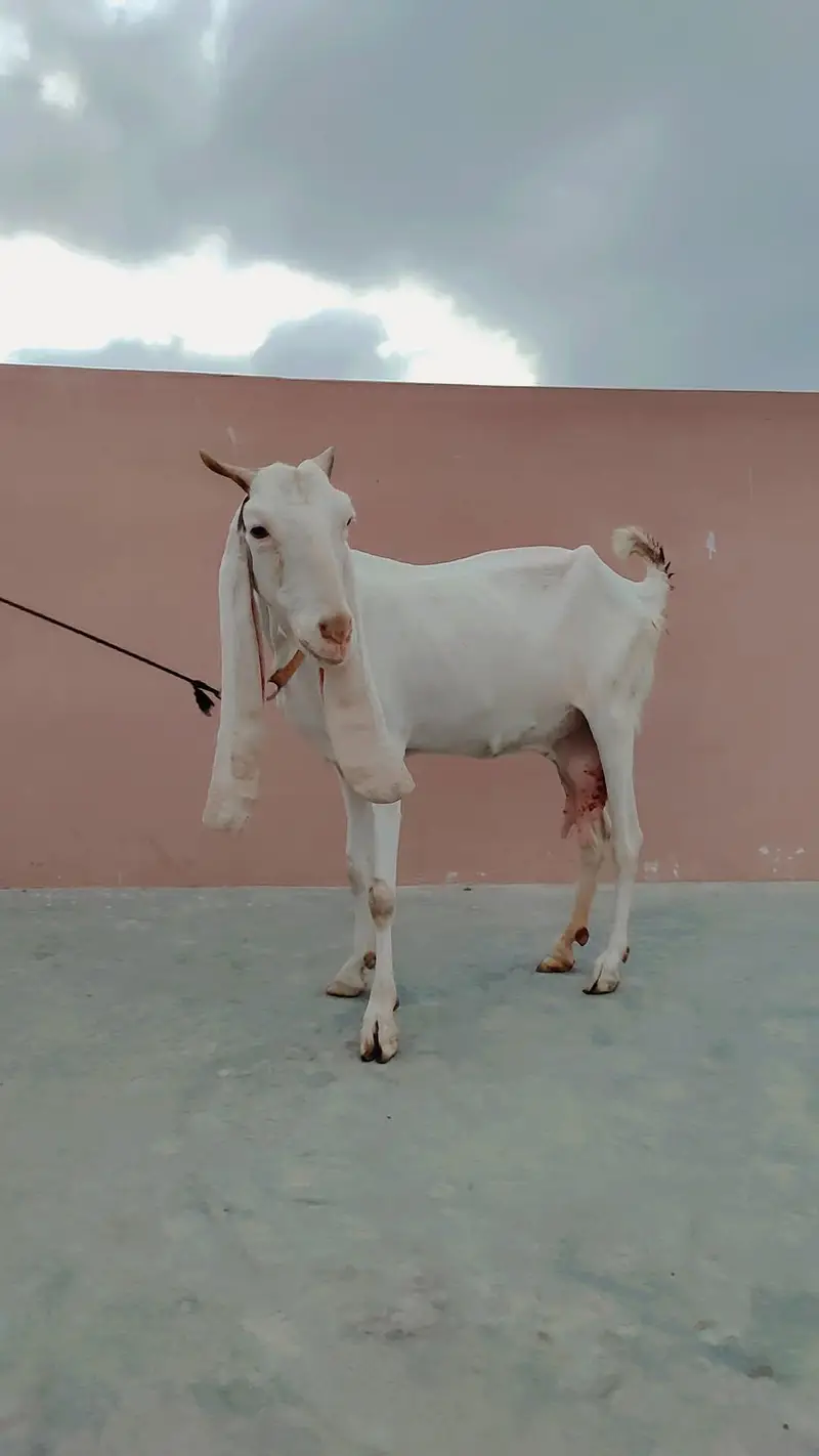 Gulabi Bakri For Sale