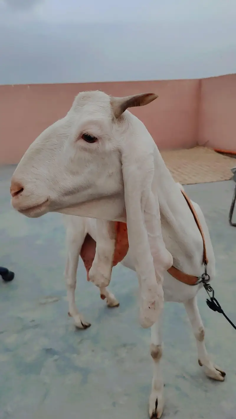 Gulabi Bakri For Sale — photo 2