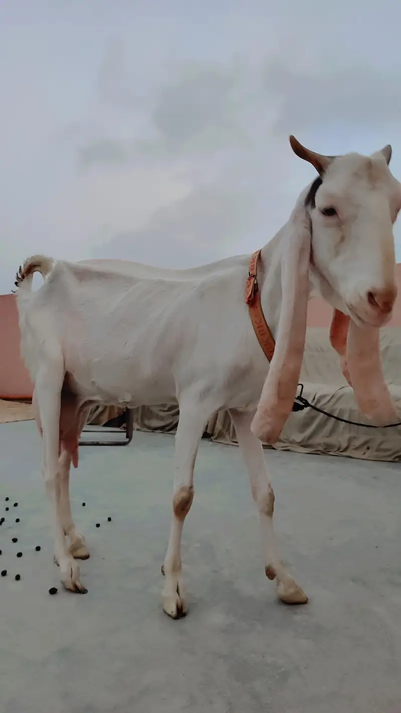Gulabi Bakri For Sale — photo 3