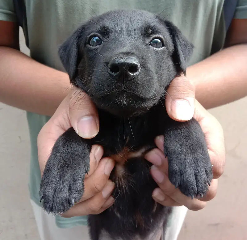 puppy for sale — photo 2