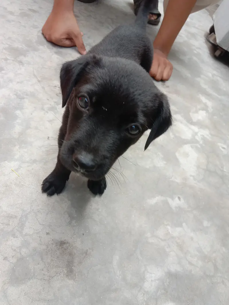 puppy for sale — photo 3