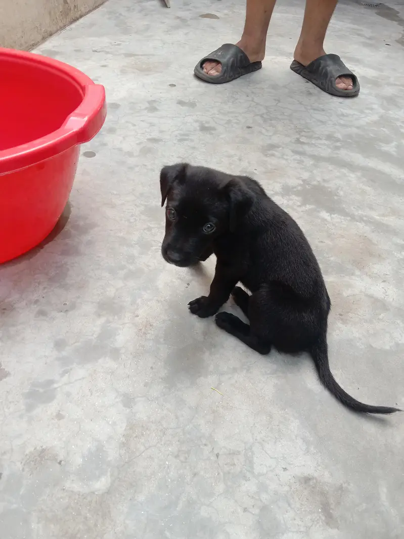 puppy for sale — photo 6