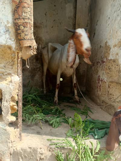 bakri bacha for sale final 55 hazar dhood daily 1 kg
