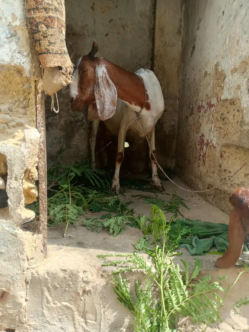 bakri bacha for sale final 55 hazar dhood daily 1 kg — photo 2