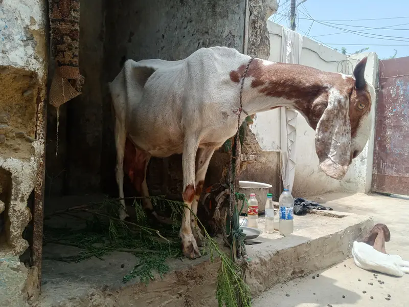 bakri bacha for sale final 55 hazar dhood daily 1 kg — photo 3