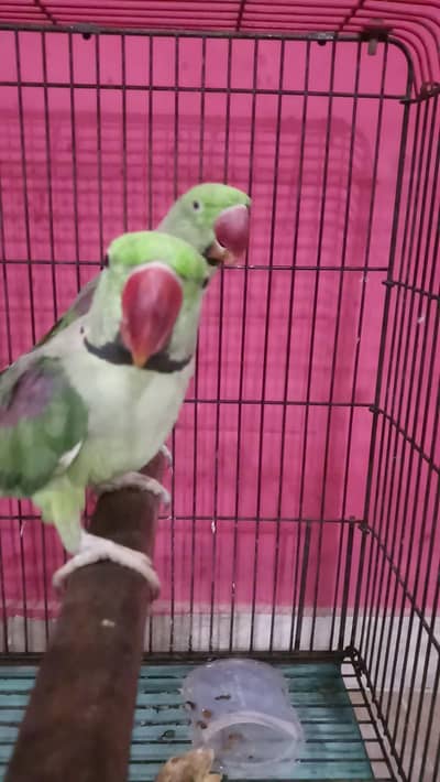 Kashmiri raw parrot