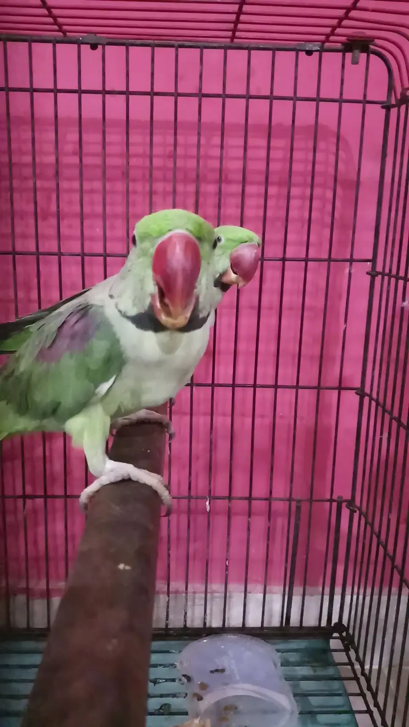 Kashmiri raw parrot — photo 2