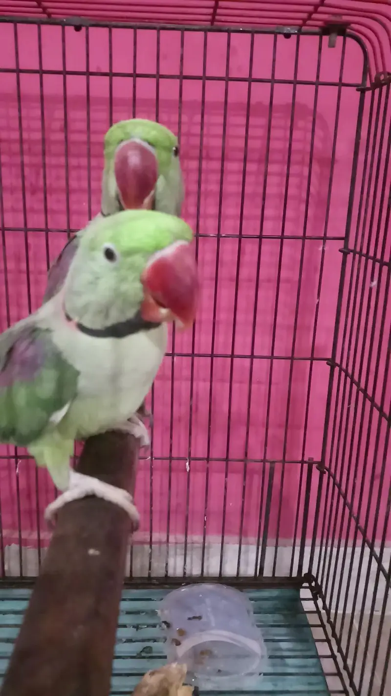 Kashmiri raw parrot — photo 3