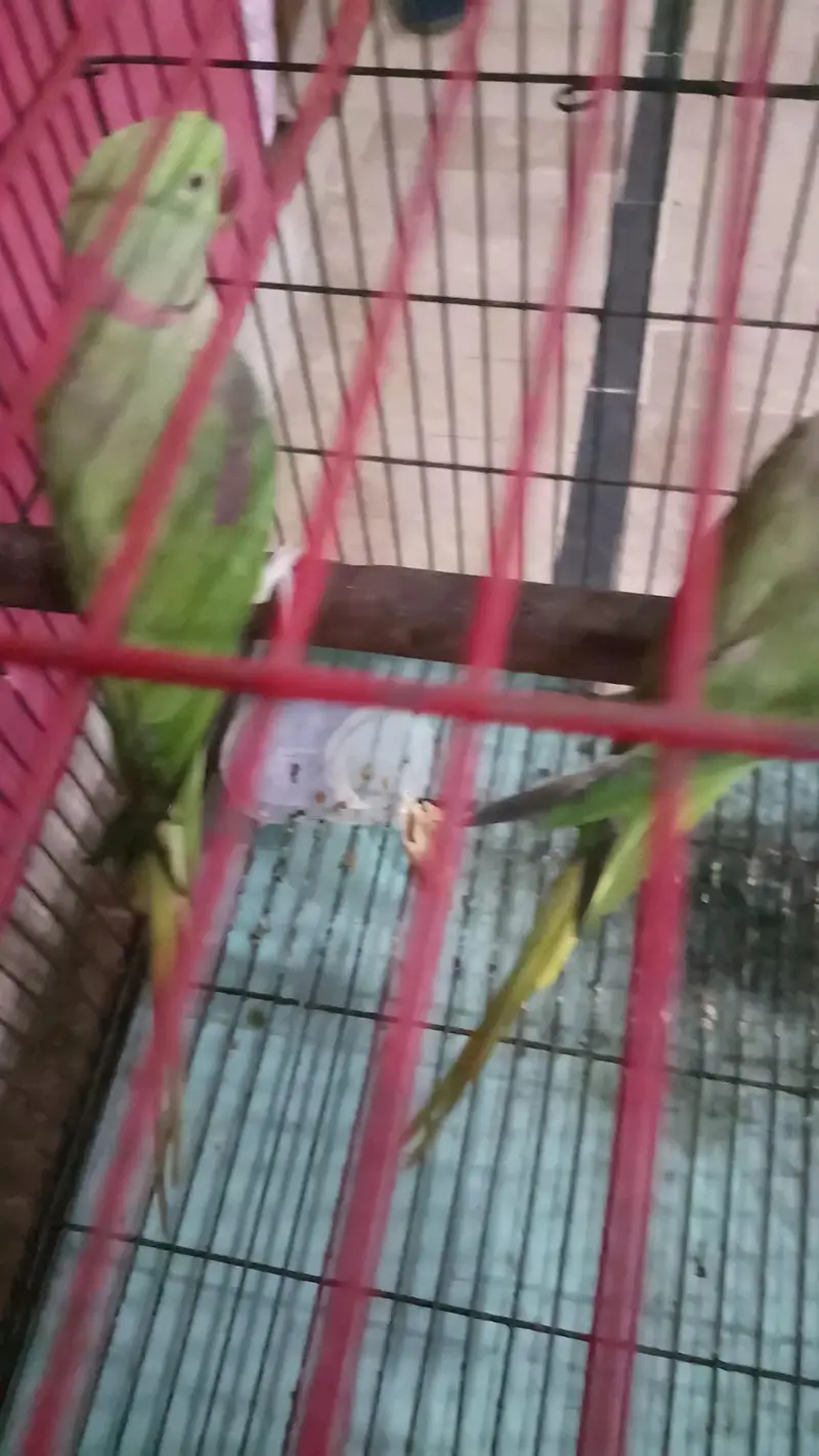 Kashmiri raw parrot — photo 4