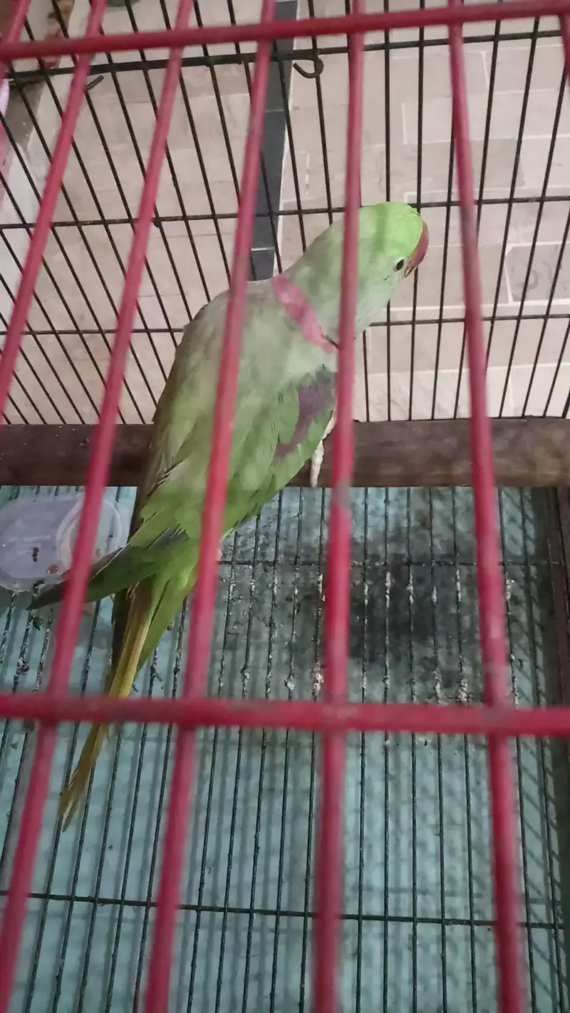 Kashmiri raw parrot — photo 5