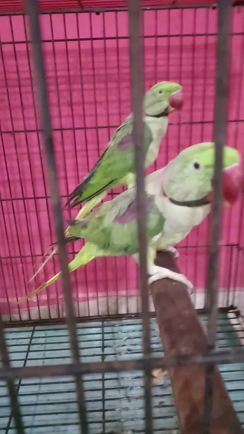 Kashmiri raw parrot — photo 6