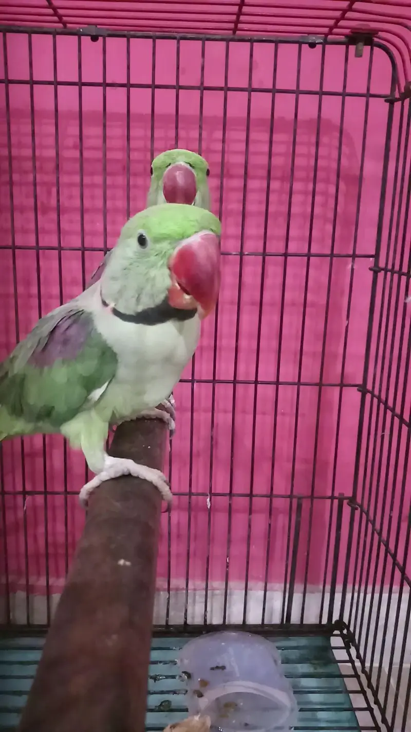 Kashmiri raw parrot — photo 7