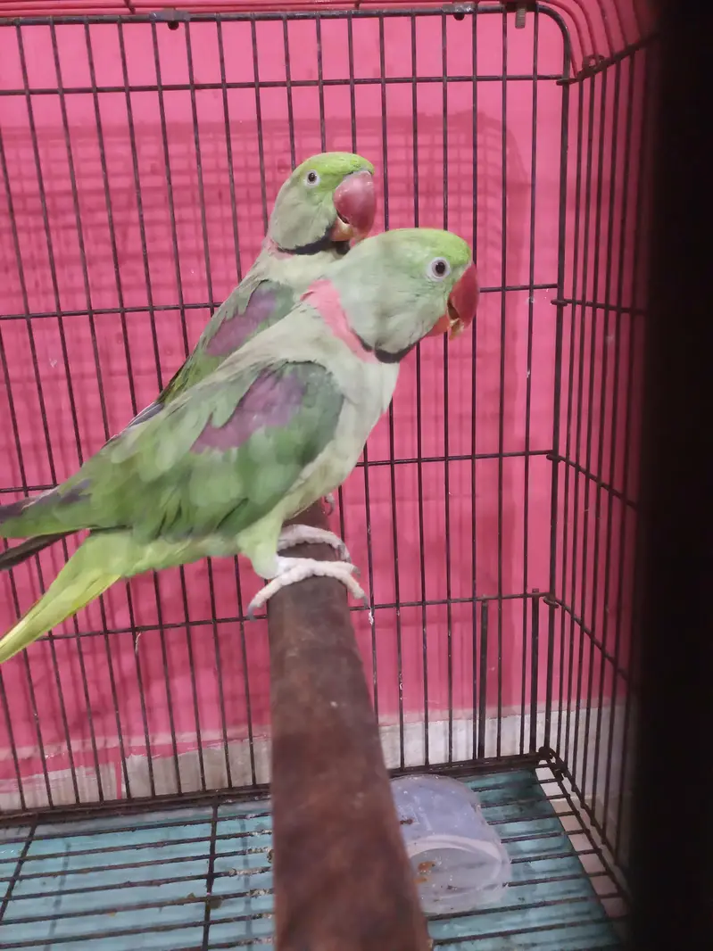 Kashmiri raw parrot — photo 8