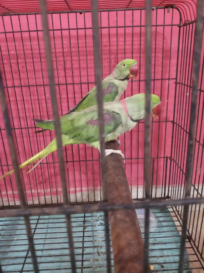 Kashmiri raw parrot — photo 9