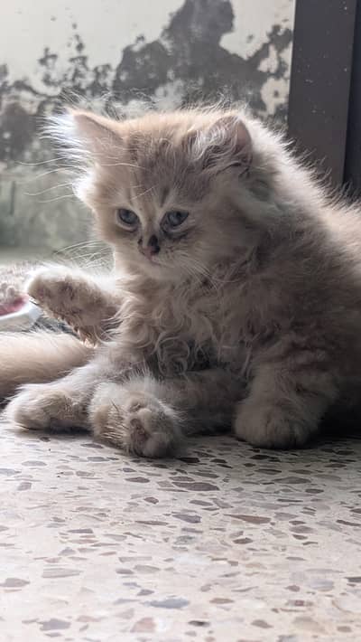 pure Persian kitten