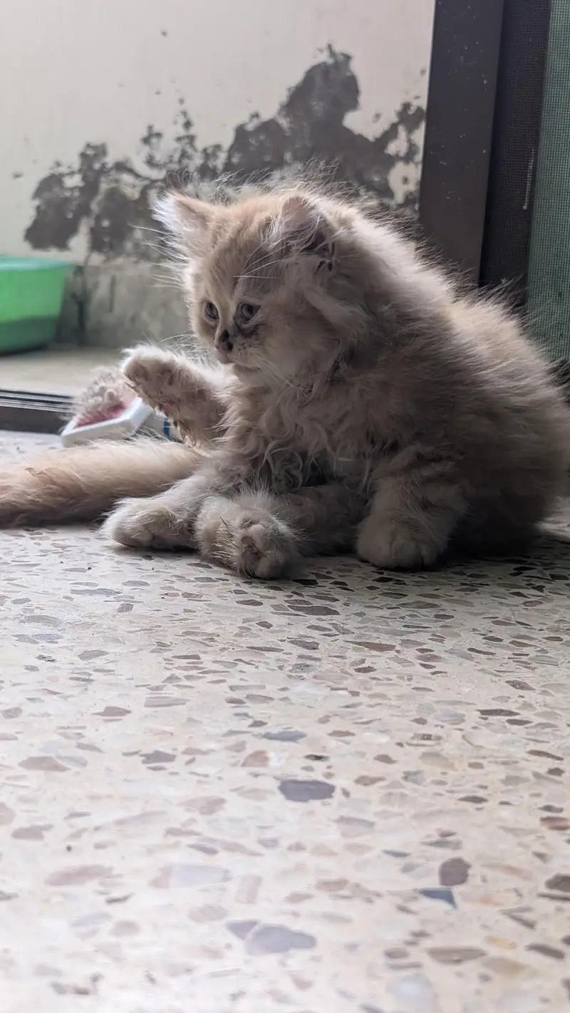 pure Persian kitten — photo 2