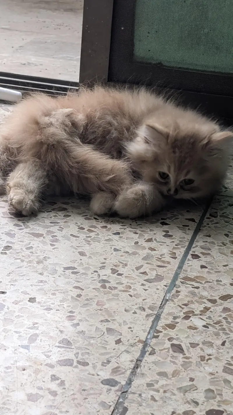 pure Persian kitten — photo 3