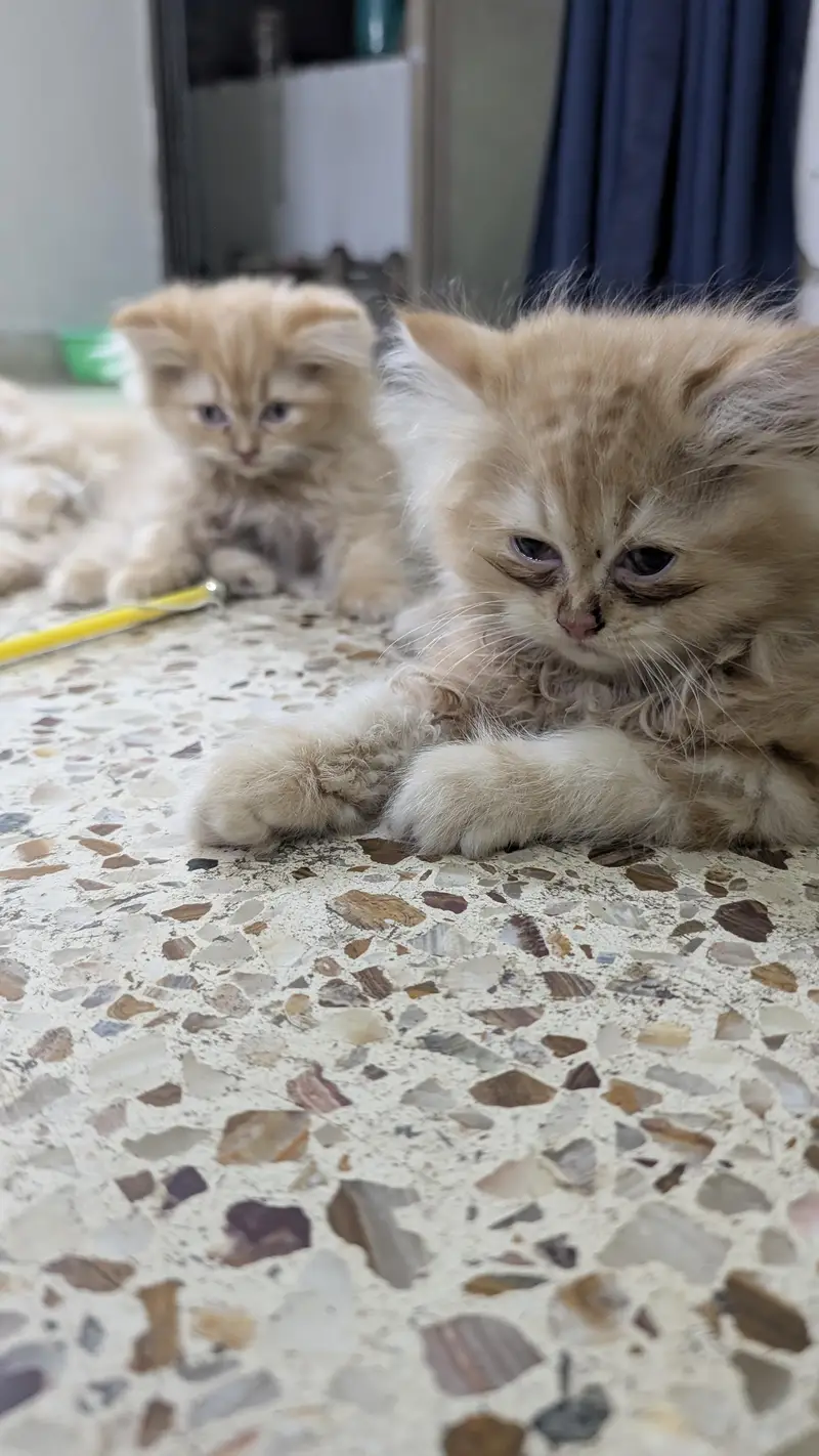 pure Persian kitten — photo 4