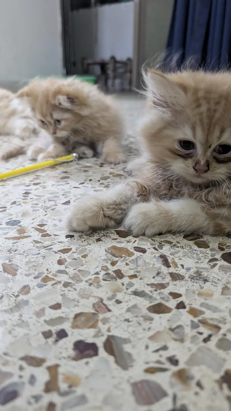 pure Persian kitten — photo 7