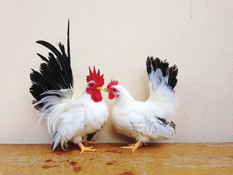 All fancy breeds Chicks and eggs Available imported linage — photo 3