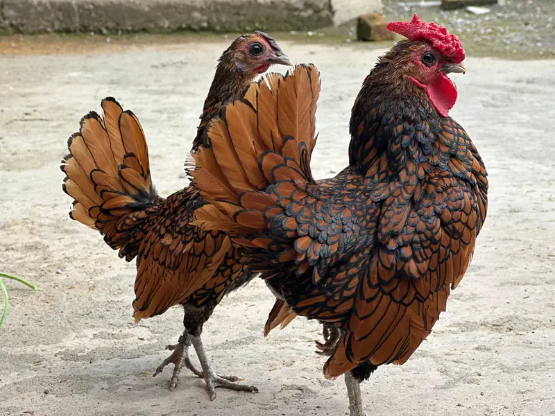 All fancy breeds Chicks and eggs Available imported linage — photo 4