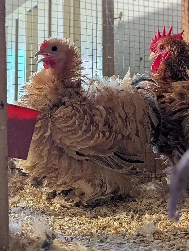 All fancy breeds Chicks and eggs Available imported linage — photo 5