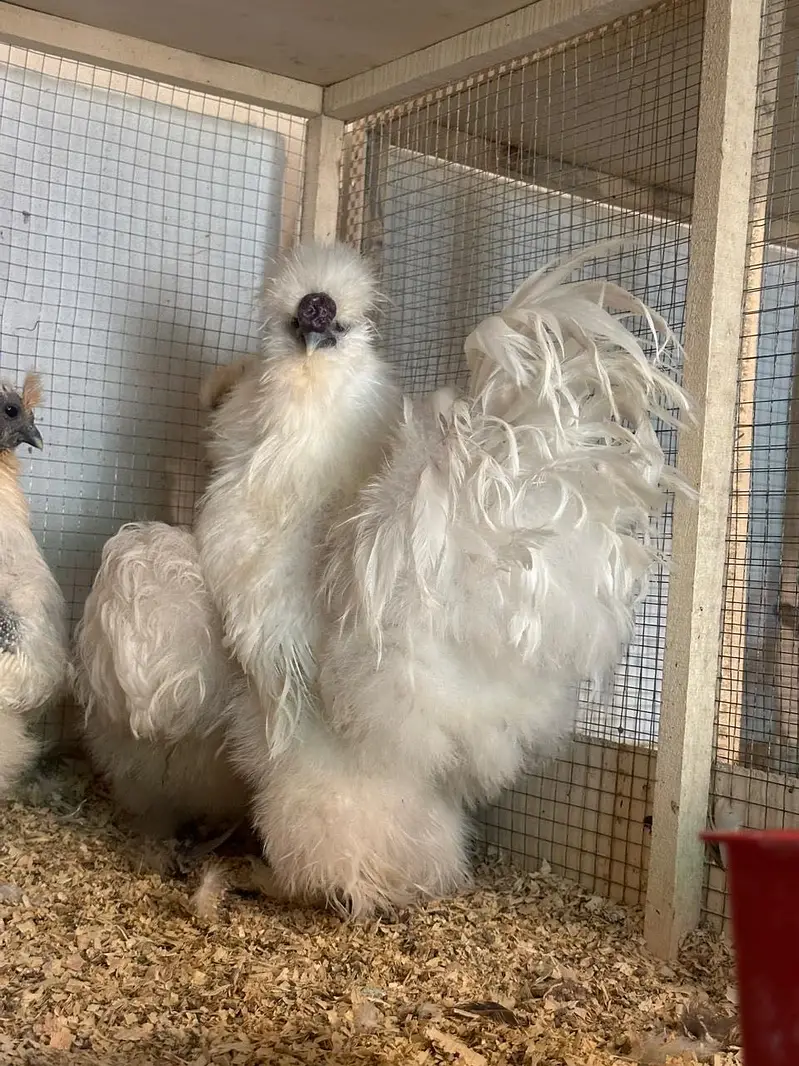 All fancy breeds Chicks and eggs Available imported linage — photo 6