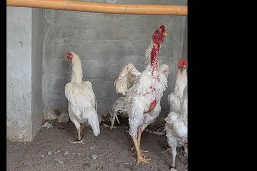 All fancy breeds Chicks and eggs Available imported linage — photo 7