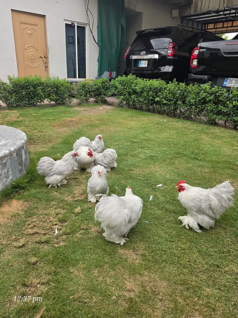All fancy breeds Chicks and eggs Available imported linage — photo 9
