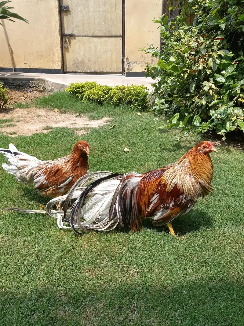 All fancy breeds Chicks and eggs Available imported linage — photo 10