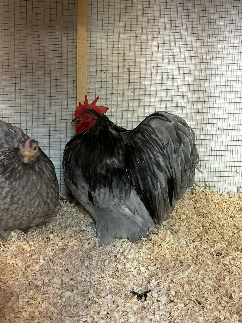 All fancy breeds Chicks and eggs Available imported linage — photo 11